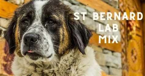 Lab St. Bernard Mix: Everything About This Gentle Giant